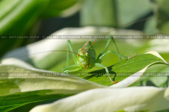 Кузнечик зеленый (лат. Tettigonia viridissima) на листе крупным планом. Стоковое фото, фотограф Елена Коромыслова / Фотобанк Лори