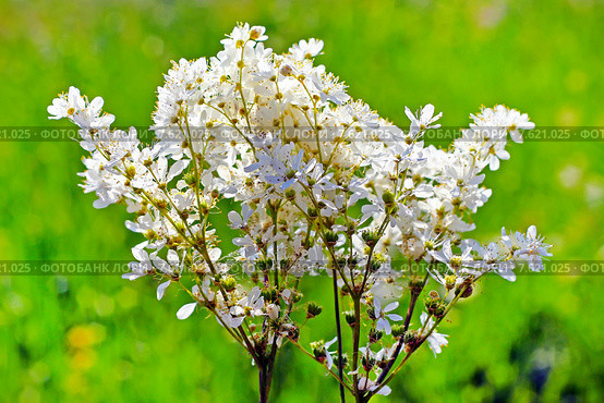 Лабазник шестилепестной, таволга степная, земляной орех. (Filipendula hexapetala Gilib).Соцветие крупно. Стоковое фото, фотограф Евгений Мухортов / Фотобанк Лори