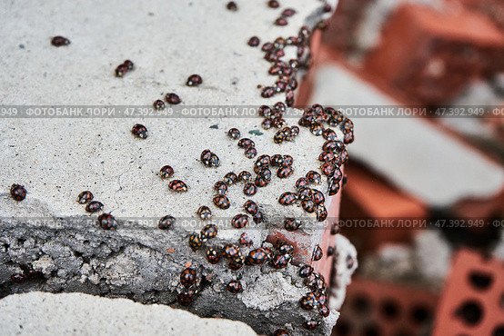 Ladybug insect invasion. Стоковое фото, фотограф Екатерина Якименко / Фотобанк Лори