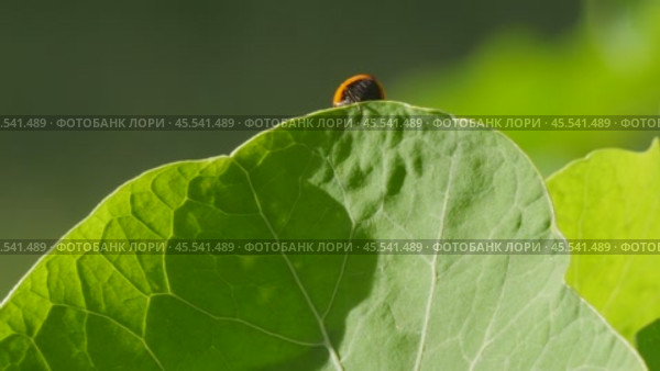 Ladybug on a large green leaf on a Sunny day. Стоковое видео, видеограф Виктор Тихонов / Фотобанк Лори
