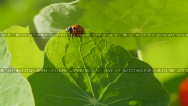Ladybug on a large green leaf on a Sunny day. Стоковое видео, видеограф Виктор Тихонов / Фотобанк Лори