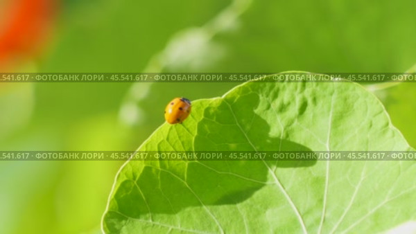 Ladybug on a large green leaf on a Sunny day. Стоковое видео, видеограф Виктор Тихонов / Фотобанк Лори
