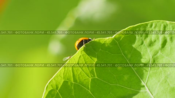 Ladybug on a large green leaf on a Sunny day. Стоковое видео, видеограф Виктор Тихонов / Фотобанк Лори