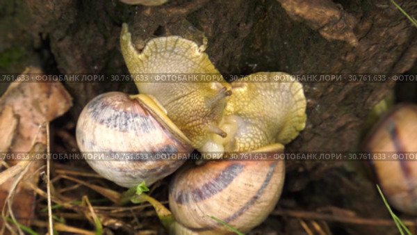 Land snail - Helix albescens. Mating process. Большая обыкновенная улитка. Процесс спаривания. Стоковое видео, видеограф Евгений Романов / Фотобанк Лори