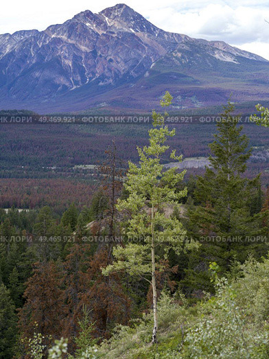 Landscape with mountains in the background, Icefields Parkway, Jasper, Alberta, Canada. Стоковое фото, агентство Ingram Publishing / Фотобанк Лори