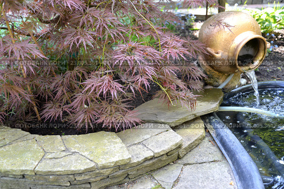 Ландшафтный дизайн с кленом дланевидным "Bloodgood" (Acer palmatum (Thunb.) Thunb.) и садовым фонтаном (2016 год). Редакционное фото, фотограф Ирина Борсученко / Фотобанк Лори