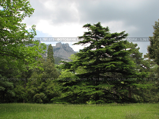 Ландшафтный парк Воронцовского дворца. Крым (2010 год). Редакционное фото, фотограф Беляева Наталья / Фотобанк Лори