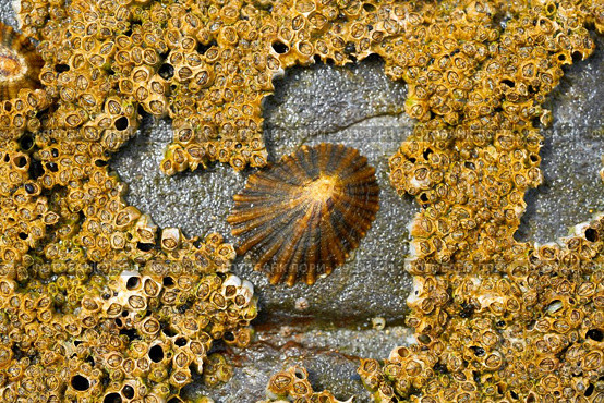Lapas limpet barnacles in Ribadeo Galicia of Lugo Spain. Стоковое фото, агентство Ingram Publishing / Фотобанк Лори