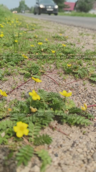 Лапчатка гусиная, или Гусиная лапка (лат. Potentilla anserina) — невысокое многолетнее травянистое растение, вид рода Лапчатка (Potentilla) семейства Розовые (Rosaceae), с толстым и коротким корневищем и ползучими «усами», растет вдоль дороги где мимо проезжают машины. Стоковое видео, видеограф Светлана Русских / Фотобанк Лори