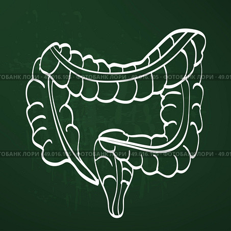 large intestine chalk painted on the chalkboard. Стоковая иллюстрация, агентство Ingram Publishing / Фотобанк Лори
