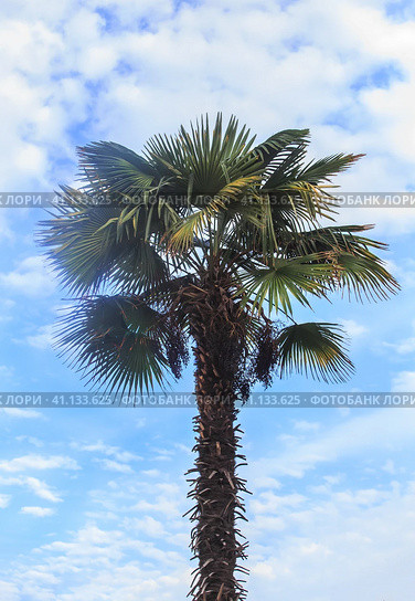 Large palm tree against the background of a cloudy sky. Стоковое фото, фотограф Юрий Бизгаймер / Фотобанк Лори