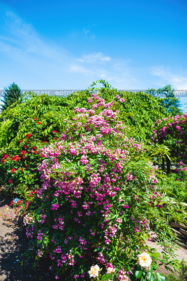 Large Watburg rambler rose bush with abundant pink flowers in full bloom under blue sky, vibrant summer scene with lush greenery and sunlight.Large Watburg rambler rose bush with abundant pink flowers in full bloom under blue sky, vibrant summer scene with lush greenery and sunlight. Стоковое фото, фотограф Татьяна Терехина / Фотобанк Лори