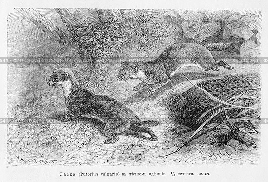 Ласка (Putorius vulgaris) в летнем одеянии - рисунок из книги А. Брэма "Жизнь животных", 1896 г. Стоковая иллюстрация, иллюстратор Вера Смолянинова / Фотобанк Лори