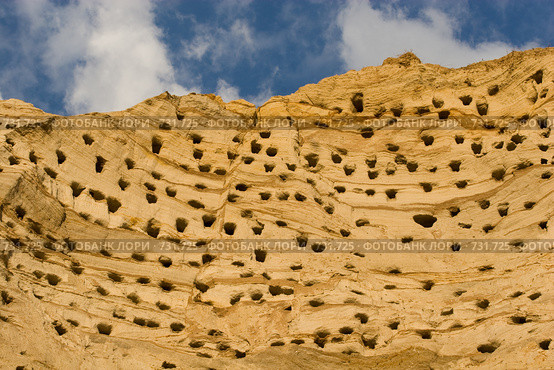 Ласточка береговая, Береговушка, Riparia riparia, Sand Martin. Стоковое фото, фотограф Василий Вишневский / Фотобанк Лори