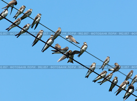 Ласточка-береговушка, Riparia riparia, Sand Martin, Bank Swallow. Стоковое фото, фотограф Василий Вишневский / Фотобанк Лори