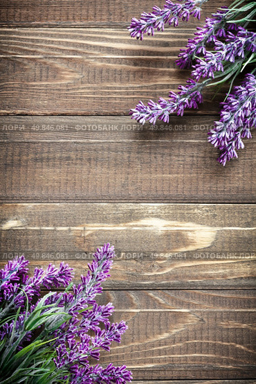 lavender. Стоковое фото, агентство Ingram Publishing / Фотобанк Лори