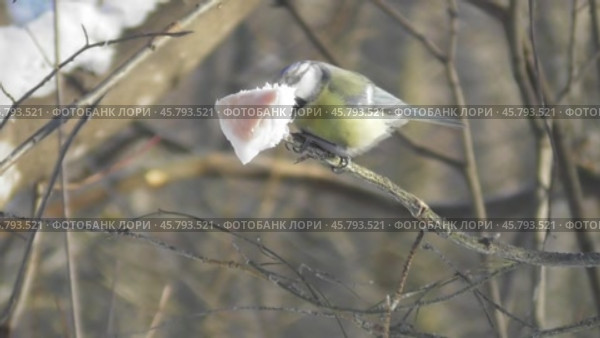 Лазоревка или синяя синица Cyanistes caeruleus клюёт сало. Стоковое видео, видеограф Александр Мамонтов / Фотобанк Лори
