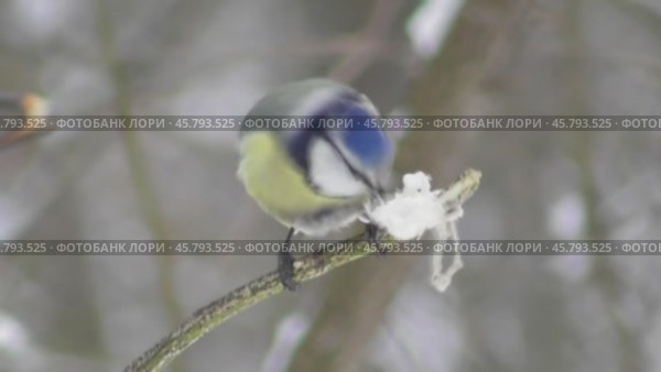 Лазоревка или синяя синица Cyanistes caeruleus клюёт сало. Стоковое видео, видеограф Александр Мамонтов / Фотобанк Лори