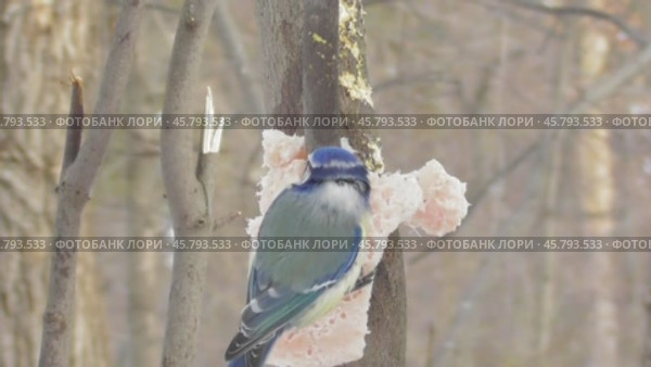 Лазоревка или синяя синица Cyanistes caeruleus клюёт сало. Стоковое видео, видеограф Александр Мамонтов / Фотобанк Лори