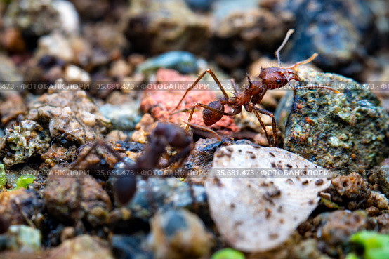 Leaf cutter ant. Стоковое фото, фотограф Julio Rivalta / Фотобанк Лори
