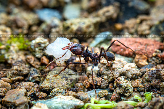 Leaf cutter ant. Стоковое фото, фотограф Julio Rivalta / Фотобанк Лори