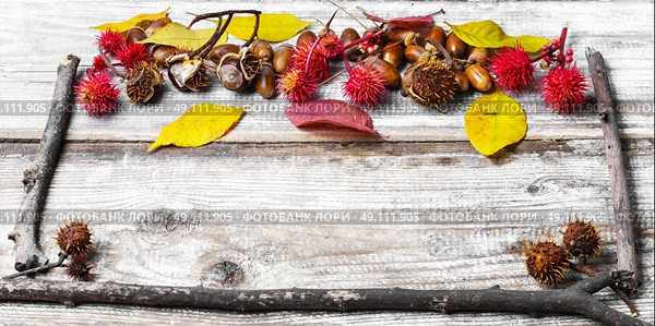 leaves and herbarium. autumn background of leaves and dry branches. Стоковое фото, агентство Ingram Publishing / Фотобанк Лори