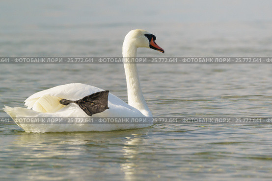 Лебедь-шипун (лат. Cygnus olor) сушит лапу на плаву. Стоковое фото, фотограф Наталья Гармашева / Фотобанк Лори