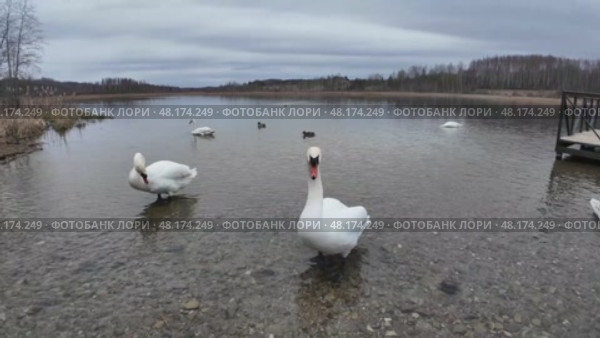 Лебеди весной на чистом водоёме. Стоковое видео, видеограф Руслан Лесков / Фотобанк Лори