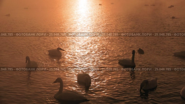 Лебединое озеро в Алтайском крае / Swans on Altai lake Svetloe in the evaporation mist at evening time in winter. Стоковое видео, видеограф Сергей Пристяжнюк (Serg Zastavkin) / Фотобанк Лори