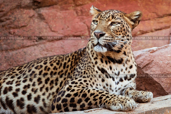 leopard_3. leopard_2. Стоковое фото, агентство Ingram Publishing / Фотобанк Лори