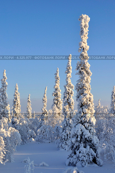 Лес в снегу. Стоковое фото, фотограф MerSavets / Фотобанк Лори