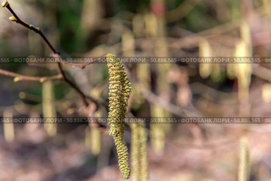 Лещина обыкновенная (Corylus avellana) весной цветет в лесу. Стоковое фото, фотограф Pukhov K / Фотобанк Лори
