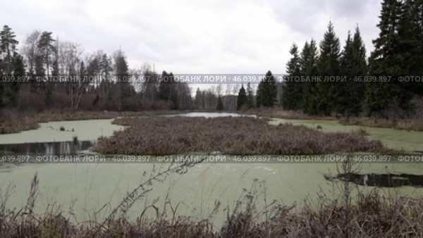 Лесное болото в пасмурный день. Поздняя осень. Ноябрь.  Forest swamp on a cloudy day. Late autumn. November. Стоковое видео, видеограф Горшков Александр / Фотобанк Лори