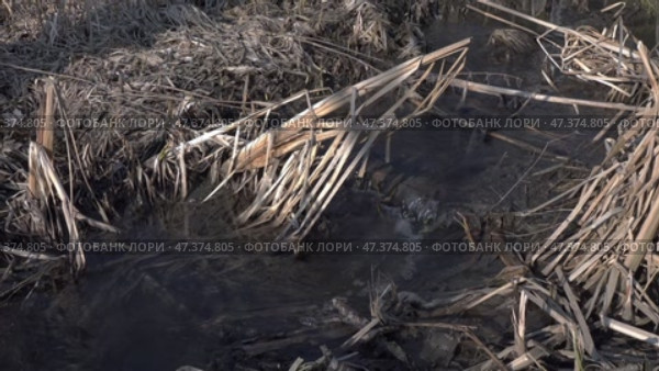 Лесной ручей на фоне высохшей травы. Подмосковье. Март. Forest stream against the background of dried grass. Moscow region. March. Стоковое видео, видеограф Горшков Александр / Фотобанк Лори