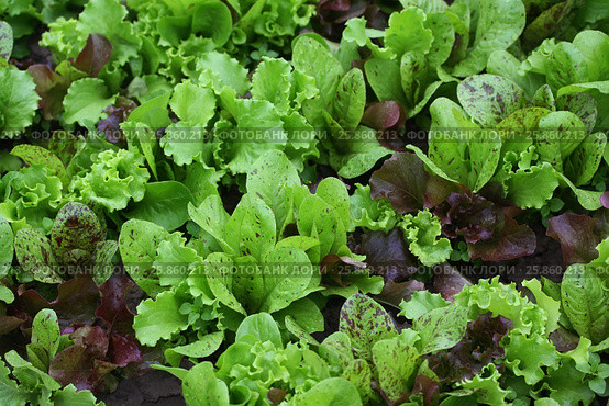 Lettuce with water drops on a garden bed. Стоковое фото, фотограф Елена Зинина / Фотобанк Лори