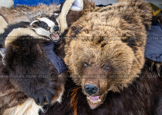 Лежащие на прилавке медвежья шкура и шкура барсука. Стоковое фото, фотограф Вячеслав Палес / Фотобанк Лори