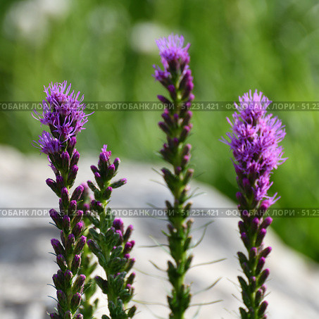 Liatris spicata is a herbaceous bulbous plant, a species of the genus Liatris of the Asteraceae family. Стоковое фото, фотограф Володина Ольга / Фотобанк Лори