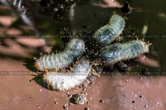 Личинка жука бронзовки золотистой (Cetonia aurata)/ Golden bronze beetle larvae (Cetonia aurata) Стоковое фото, фотограф Iva Noel / Фотобанк Лори