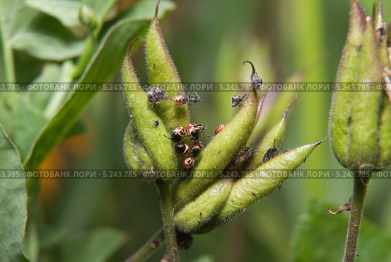 Личинки рапсового клопа (Eurydema oleracea) Стоковое фото, фотограф Алёшина Оксана / Фотобанк Лори