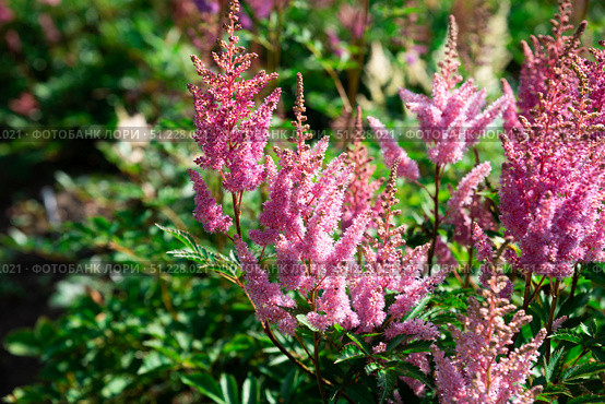 Light pink Astilbe with fluffy flower spikes above dark green leaves, creating elegant color and texture for shaded borders and moist garden areas. Стоковое фото, фотограф Татьяна Терехина / Фотобанк Лори