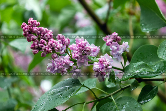 Lilac flowers on green background. Spring nature after the rain. Selective soft focus. Стоковое фото, фотограф Клара Мухаметзянова / Фотобанк Лори