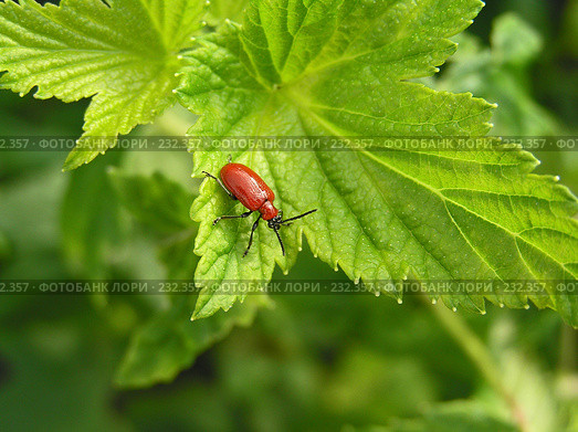 Лилейная трещалка (Lilioceris lilii) Стоковое фото, фотограф ikheid / Фотобанк Лори