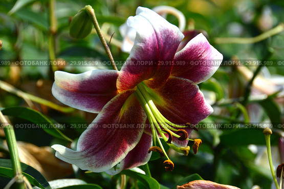 Лилия От-гибрид (ориенпеты) Саламис (лат. Lilium Salamis) Стоковое фото, фотограф lana1501 / Фотобанк Лори