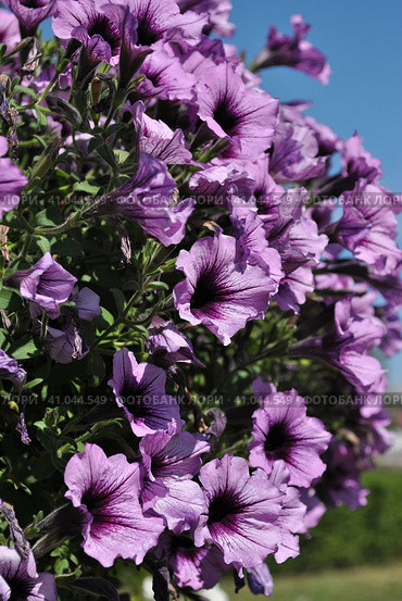 Лиловые цветы петунии гибридной (лат. Petunia hybrida) Стоковое фото, фотограф lana1501 / Фотобанк Лори