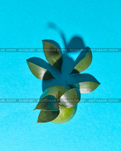 Lime fruit with leaves and shadow pattern on a blue background with space for text. Healthy Exotic Citrus. Flat lay. The composition of the leaves and lime with the reflection of the shadows on a blue background with copy space. Organic fruit. Flat lay. Стоковое фото, агентство Ingram Publishing / Фотобанк Лори