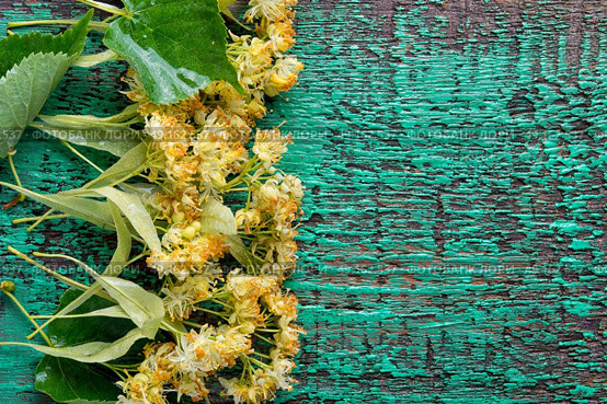 linden leaves and flowers. Petals and linden flowers collected on a wooden old background. Стоковое фото, агентство Ingram Publishing / Фотобанк Лори