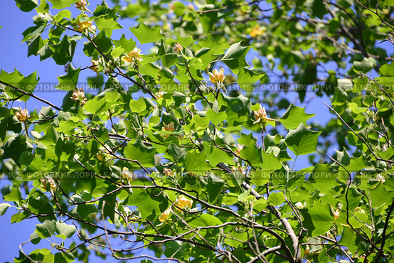 Лириодендрон тюльпановый, или тюльпанное дерево (лат. Liriodendron tulipifera) Стоковое фото, фотограф Игорь Архипов / Фотобанк Лори