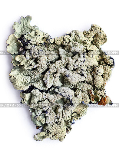 Лишайник Флавопармелия козлиная. Foliose lichen Flavoparmelia caperata or common greenshield lichen. Стоковое фото, фотограф Сергей Пристяжнюк (Serg Zastavkin) / Фотобанк Лори