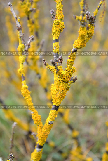 Лишайник ксантория  настенная (Xanthoria parietina (L.) Belt.) на коре кустарника. Стоковое фото, фотограф Ирина Борсученко / Фотобанк Лори
