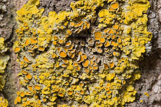 Лишайник - ксантория постенная или стенная золотнянка - Xanthoria parietina - часть таллома. Стоковое фото, фотограф Иван Сазыкин / Фотобанк Лори